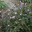 Image result for Geranium maculatum Elizabeth Ann ®