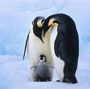 Image result for Cute Baby Penguins