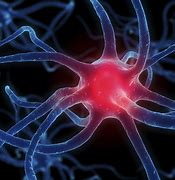 Image result for Neuroscience Neurons