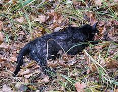 Image result for Dead Black Cat