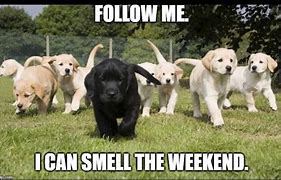 Image result for weekend memes dog