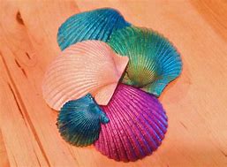 Image result for Mermaid Shell Colors