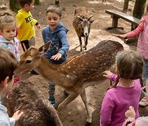 Image result for Interactive Zoo