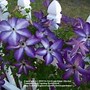 Image result for Clematis Violacea