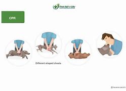 Image result for Dog Chest Compressions