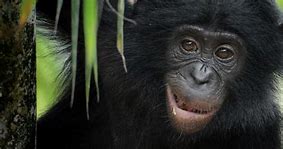 Image result for Bonobo Animal Fat
