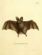 Image result for Vintage Bat Illustration