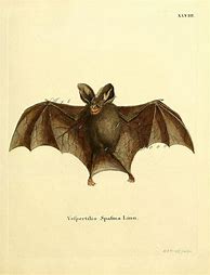 Image result for Vintage Bat Scientific Illustration