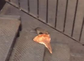 Image result for New York Rat Meme