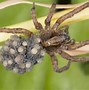 Image result for Giant Wolf Spider