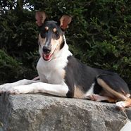 Image result for Smooth Collie
