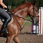 Image result for Dressage Rider Standing with Horse