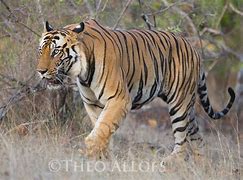 Image result for Male Bengal Tiger