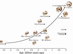 Image result for Brain Shrinking Evolution