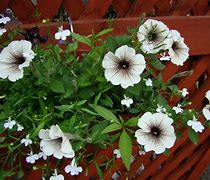 Image result for PETUNIA CAPPUCCINO