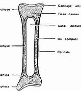 Image result for Schema Simplifie D'un OS Long