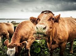 Image result for Beef Cattle Grazing