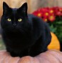 Image result for Cute Cat Halloween Profile Pictures