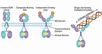 Image result for DDR1 Protein
