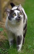 Image result for Bicolor Cat