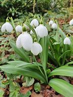 Image result for Galanthus plicatus Henham No 1