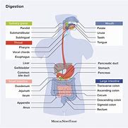 Image result for Digestion Stages