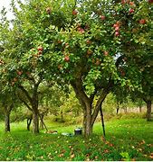 Image result for Big Red Apple Tree