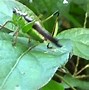 Image result for Bright Green Cave Cricket