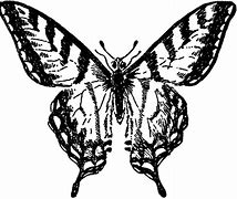 Image result for Black and White Butterfly Body Parts Clip Art
