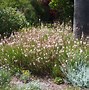 Image result for Gaura lindheimeri Snowbird