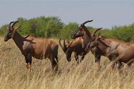 Image result for The Official Animal of Kenya