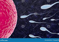 Image result for Fusion of Gametes