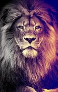 Image result for Danger Lion Wallpaper