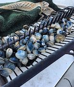 Image result for Raking for Clams