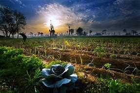 Image result for Agribusiness Pic