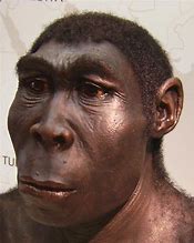 Image result for Homo Habilis Erectus