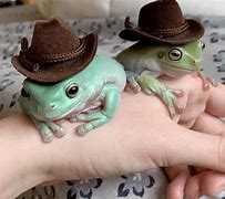 Image result for Cute Pics of Frogs in Hats