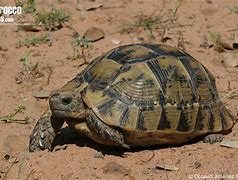 Image result for Testudo graeca