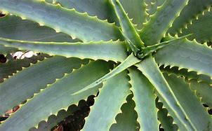 Image result for What Is It Called When Someone Has Sharp S