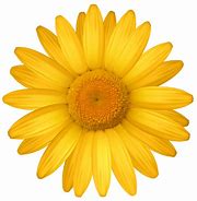 Image result for Colorful Daisy Flower Clip Art