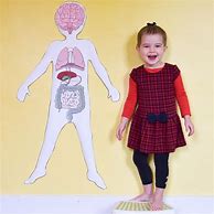 Image result for Printable Life-Size Body Organ Heart