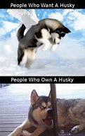 Image result for Happy Leap Day Funny Husky Meme
