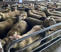 Image result for Penniston 11 Lamb