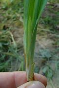 Image result for Carex Glaucodea