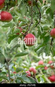 Image result for Akane Apple Tree