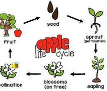 Image result for Apple Tree Life Cycle