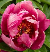 Image result for Paeonia itoh Yankee Doodle Dandy