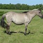 Image result for Sorraia Horse Pictures