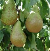 Image result for Pyrus communis Double Flip