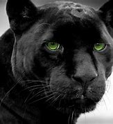 Image result for Panther Blue Eyes